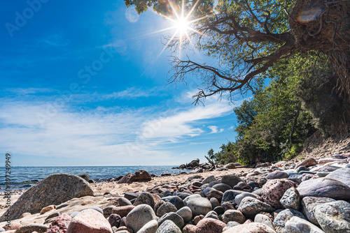 Fototapeta Naklejka Na Ścianę i Meble -  Drzewa rosnące na kamienistej bałtyckiej plaży
