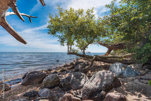 Drzewa rosnące na kamienistej bałtyckiej plaży  © af-mar