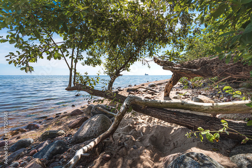 Fototapeta Naklejka Na Ścianę i Meble -  Drzewa rosnące na kamienistej bałtyckiej plaży
