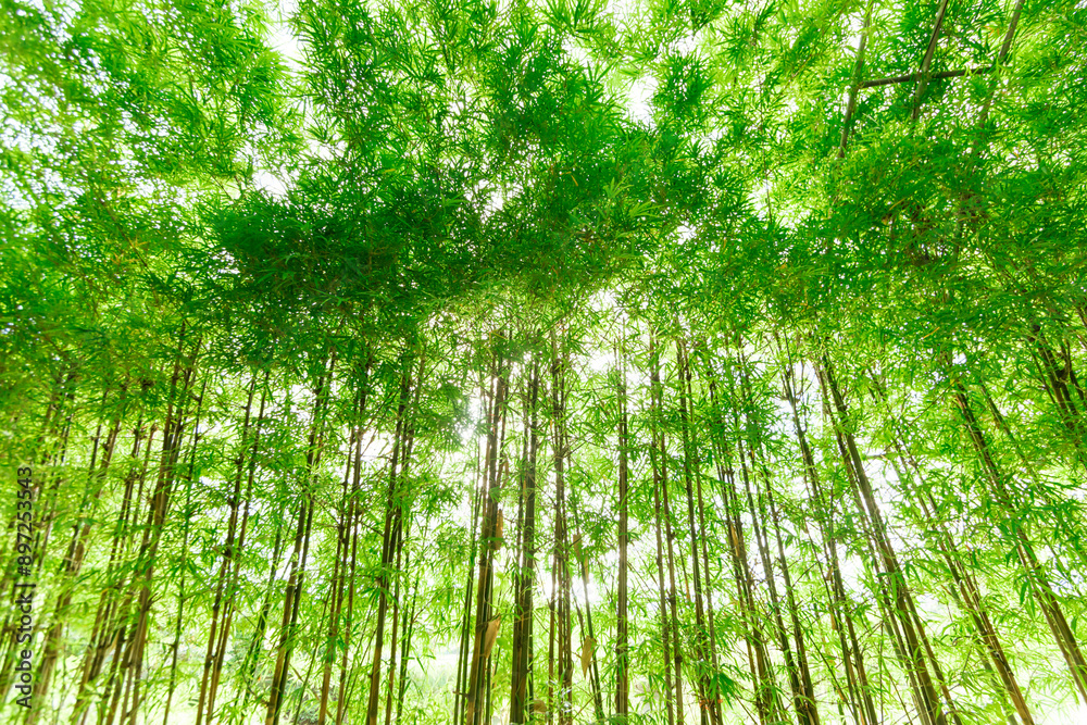 Obraz premium Bamboo garden background