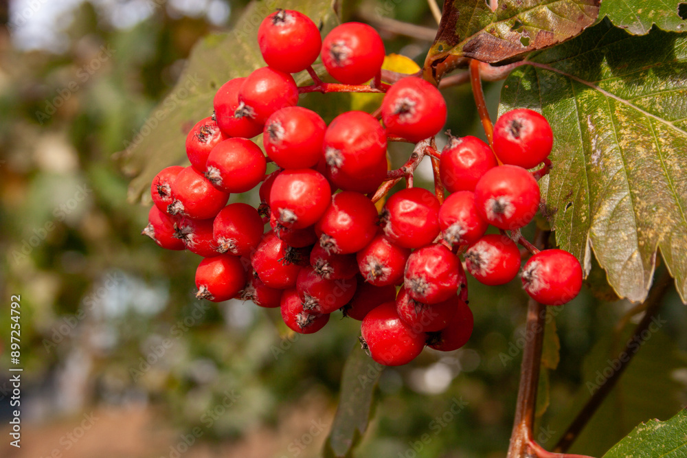 Branch with rowan fruits Branch with rowan fruits