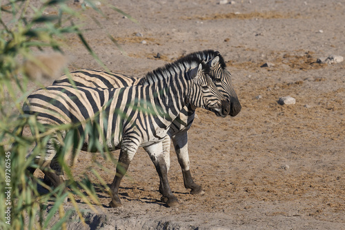 Burchell's zebras (Equus quagga burchellii) drinking at a waterhole in Etosha National Park, Namibia