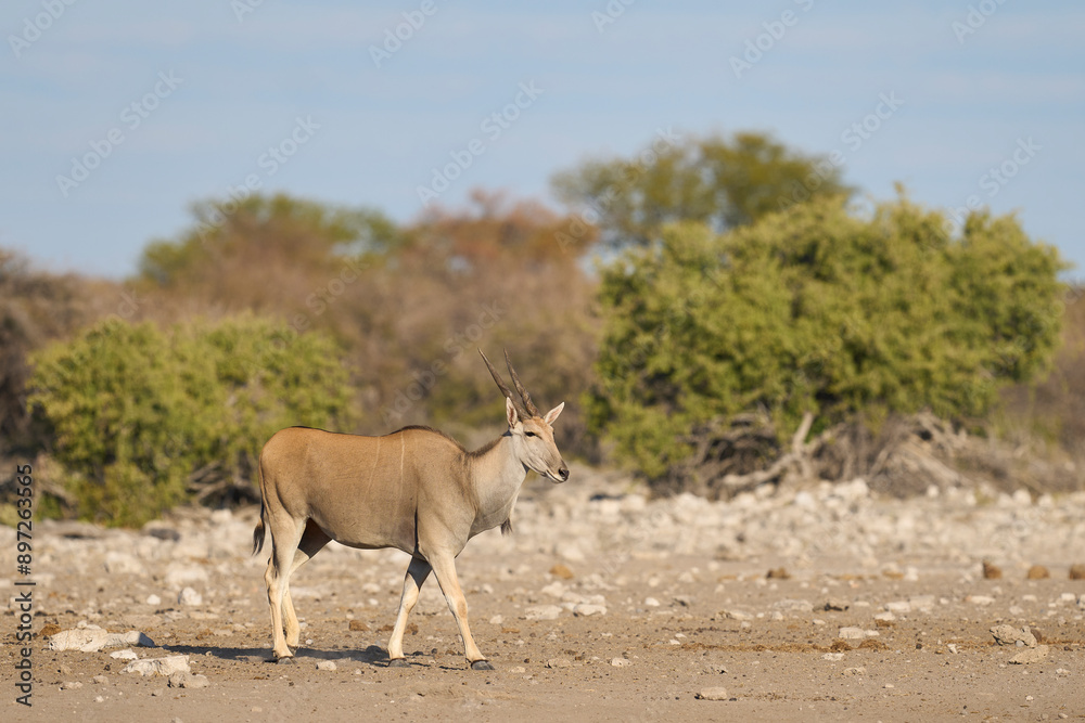 Common eland (Taurotragus oryx) approaching a waterhole in Etosha National Park, Namibia Common eland (Taurotragus oryx) approaching a waterhole in Etosha National Park, Namibia