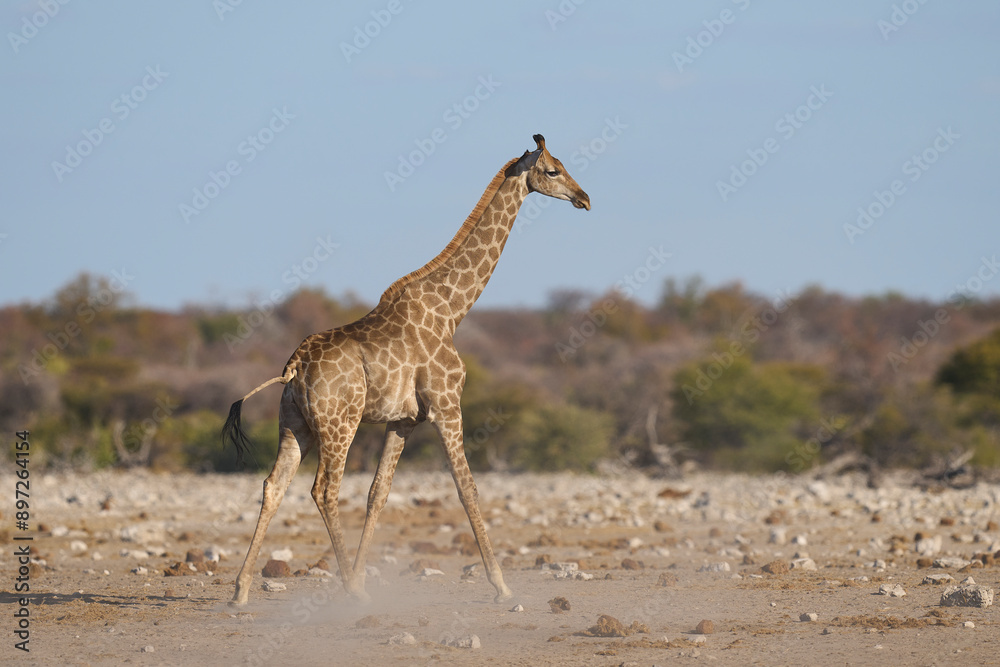 Fototapeta premium Giraffe (Giraffa camelopardalis) at a waterhole in Etosha National Park, Namibia