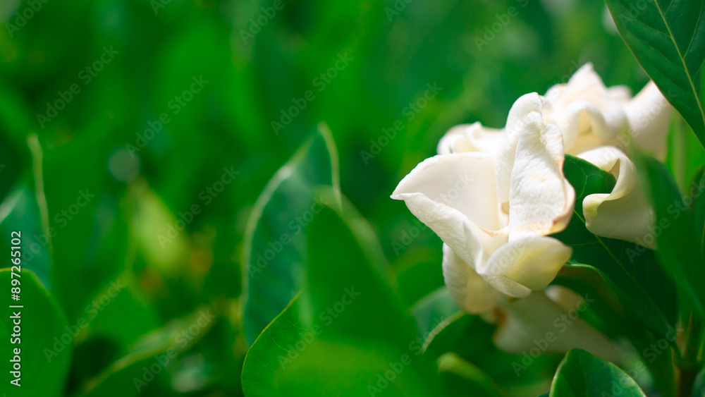 White flower bush