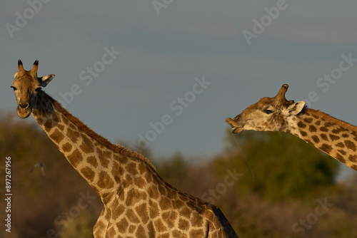 Male giraffe (Giraffa camelopardalis) checking if a female is in oestrus at a waterhole in Etosha National Park, Namibia photo