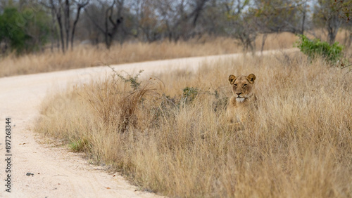 a lioness resting in dry grass