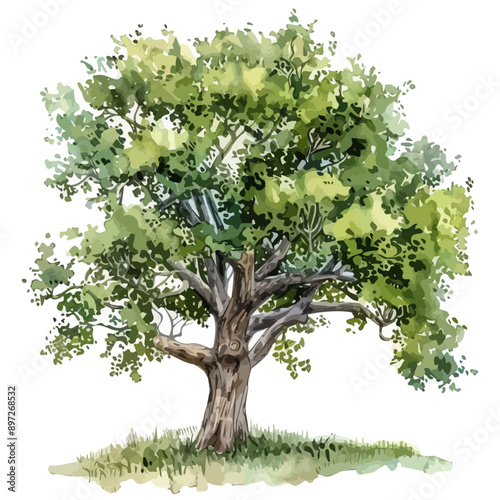 Watercolor painting of a Elm tree, isolated on a white background, Elm tree vector