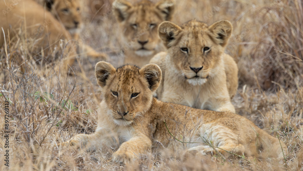 Young lion cubs during the dry season Young lion cubs during the dry season