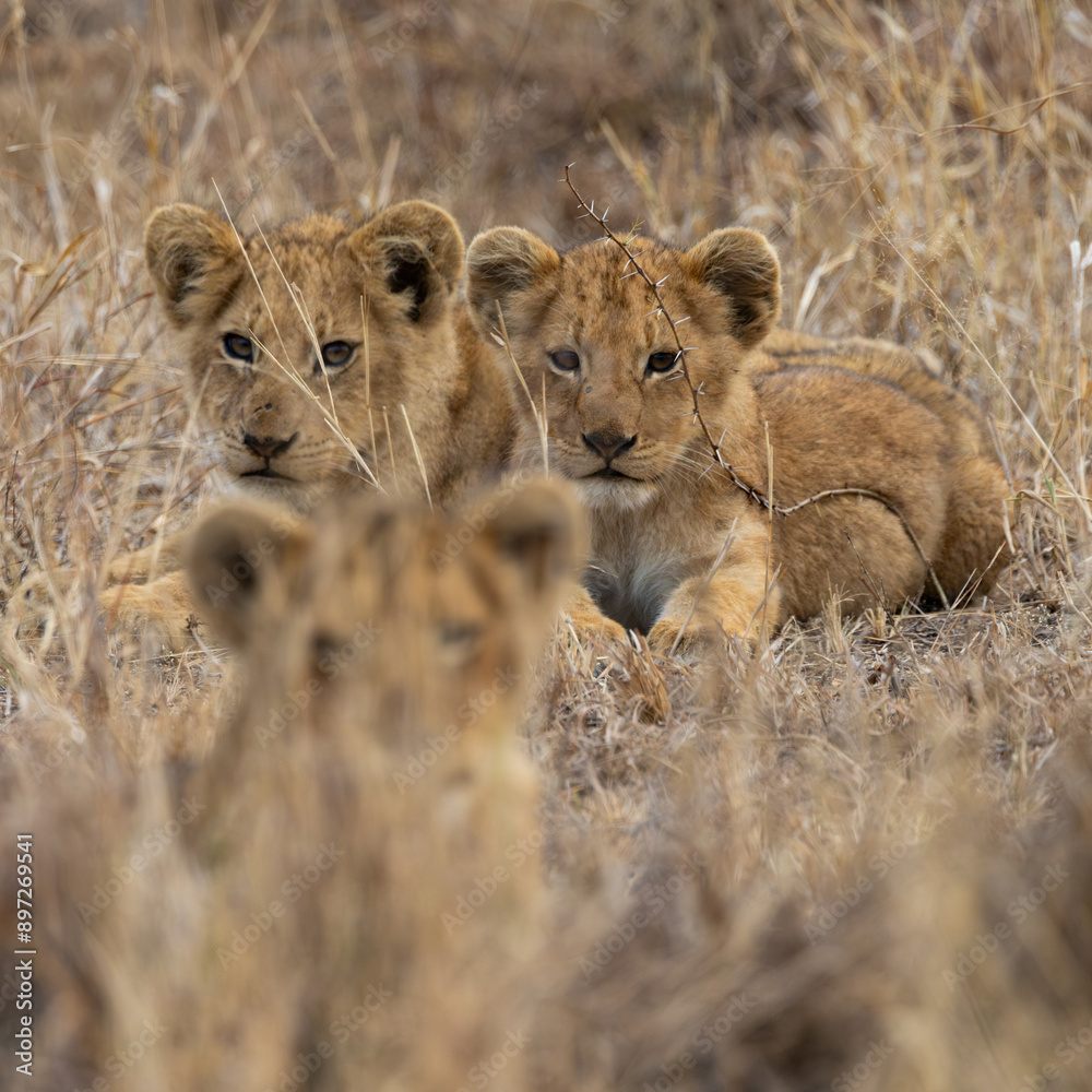Fototapeta premium Young lion cubs during the dry season
