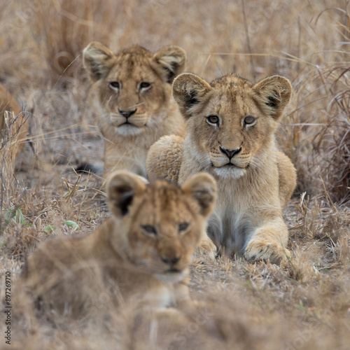Young lion cubs during the dry season