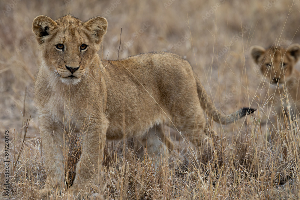 Fototapeta premium Young lion cubs during the dry season