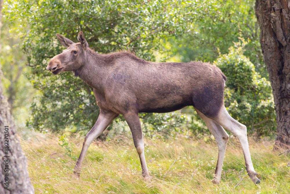 eurasian elk moose walking in mixed woodland eurasian elk moose walking in mixed woodland