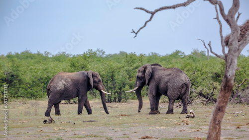 Two African bush elephants bulls encounter in Kruger National park, South Africa ; Specie Loxodonta africana family of Elephantidae
