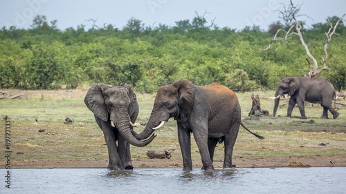 Two African bush elephants bonding with trunk in Kruger National park, South Africa ; Specie Loxodonta africana family of Elephantidae