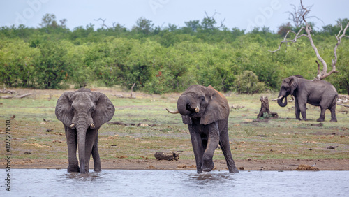 Two African bush elephants drinking front view in lake side in Kruger National park, South Africa ; Specie Loxodonta africana family of Elephantidae