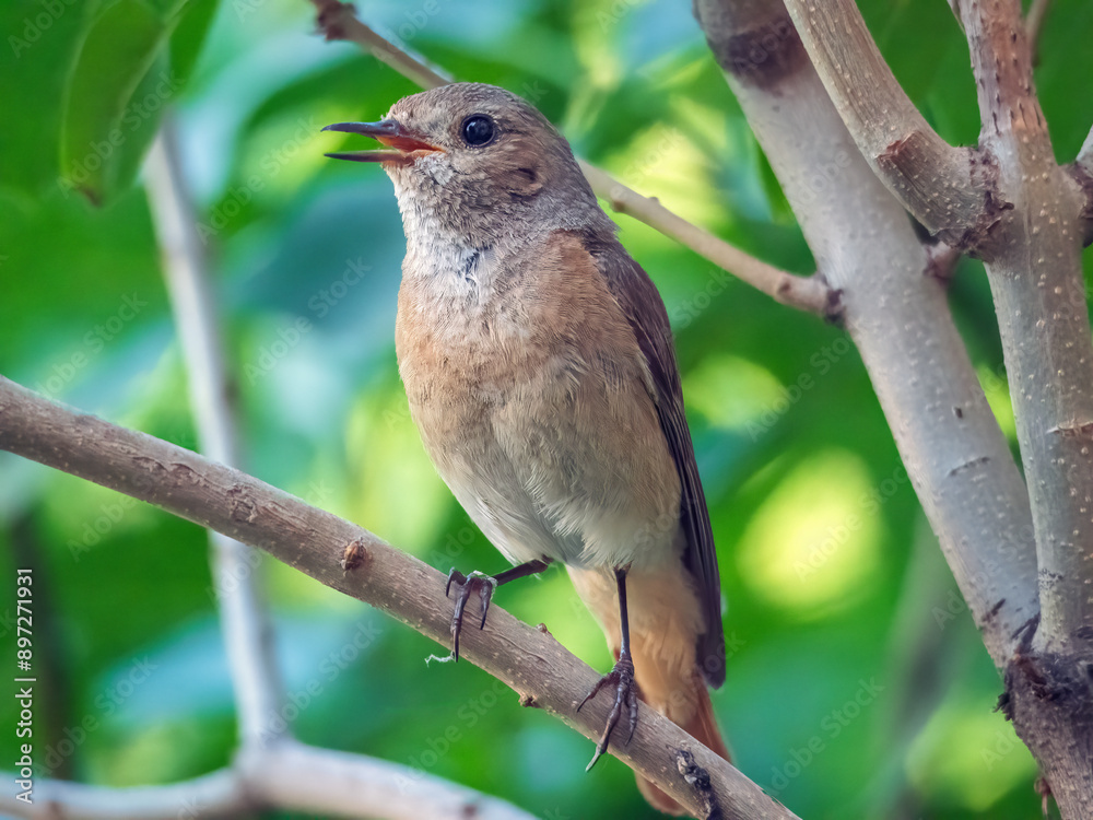 Female of a common redstart sitting on a bush branch. Close-up Female of a common redstart sitting on a bush branch. Close-up