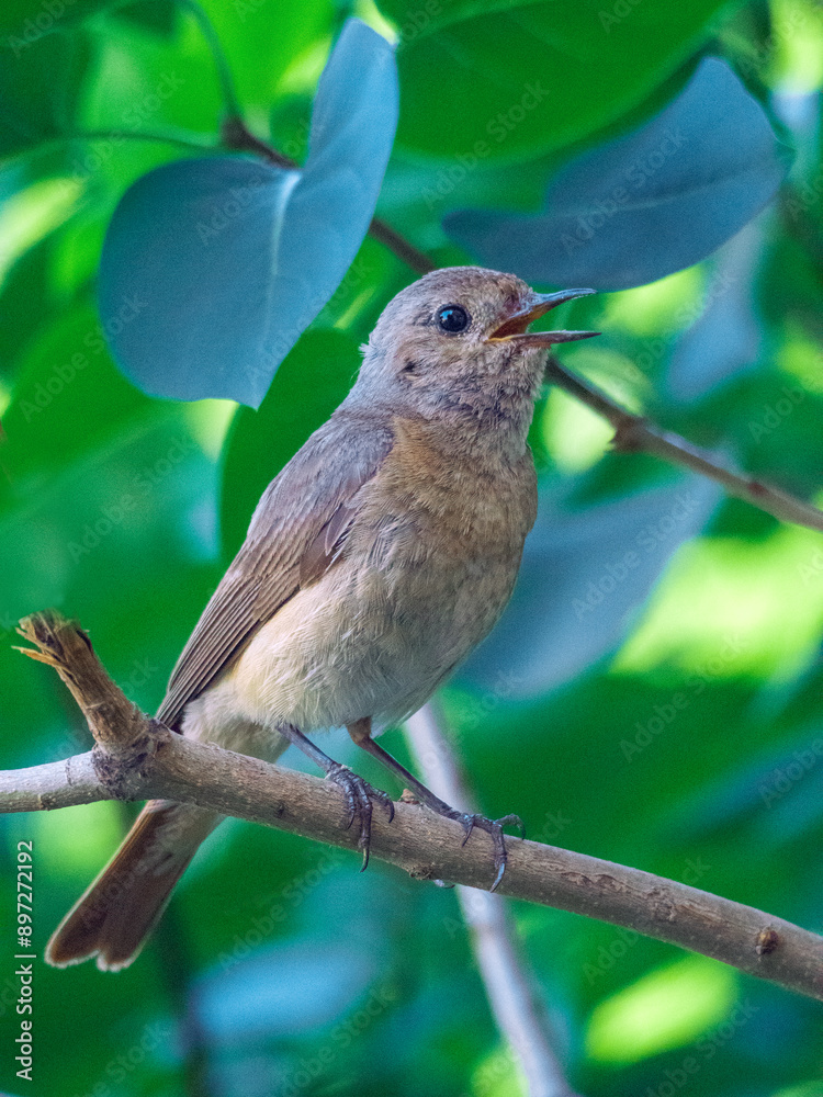 Female of a common redstart sitting on a bush branch. Close-up Female of a common redstart sitting on a bush branch. Close-up