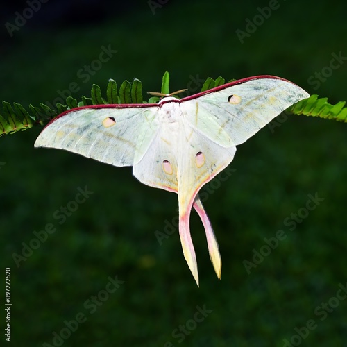 Actias selene on leaf.  photo