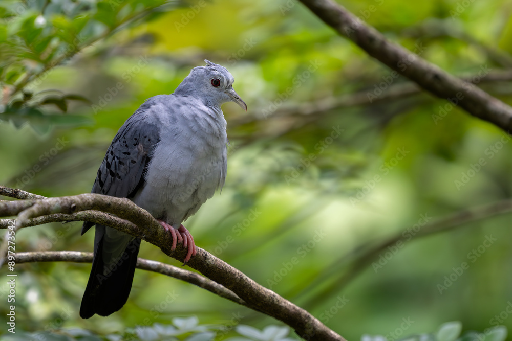 Fototapeta premium Blue Ground Dove - Claravis pretiosa, beautiful gray dove from Latin American woodlands and gardens, Brazil.
