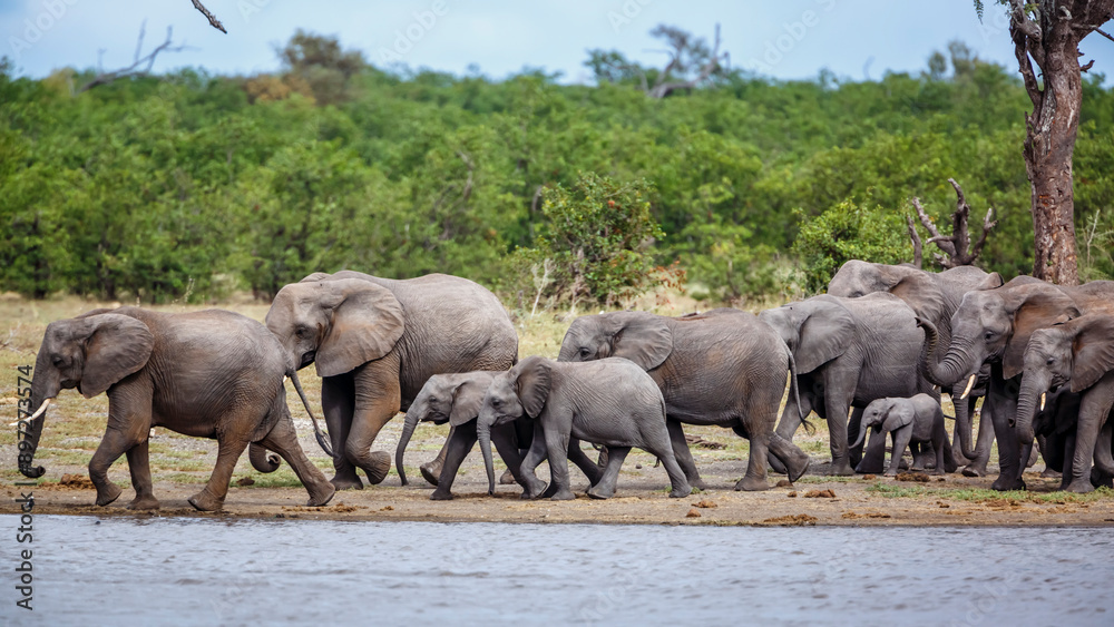 Herd of African bush elephants with babies running along lake in Kruger National park, South Africa ; Specie Loxodonta africana family of Elephantidae Herd of African bush elephants with babies running along lake in Kruger National park, South Africa ; Specie Loxodonta africana family of Elephantidae