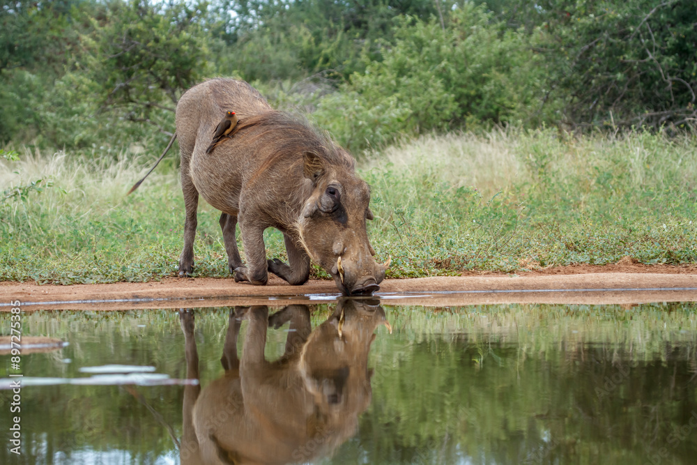 Fototapeta premium Common warthog drinking at waterhole with reflection in Kruger National park, South Africa ; Specie Phacochoerus africanus family of Suidae