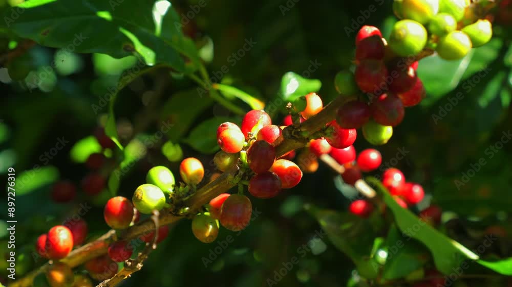 Ripe coffee cherries on branch bathed in sunlight in lush green coffee plantation, showcasing vibrant colors of coffee bean maturation. Agriculture and Harvesting. Ripe coffee cherries on branch bathed in sunlight in lush green coffee plantation, showcasing vibrant colors of coffee bean maturation. Agriculture and Harvesting.