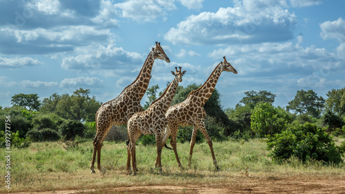 Three Giraffes in green bush in Kruger National park, South Africa ; Specie Giraffa camelopardalis family of Giraffidae