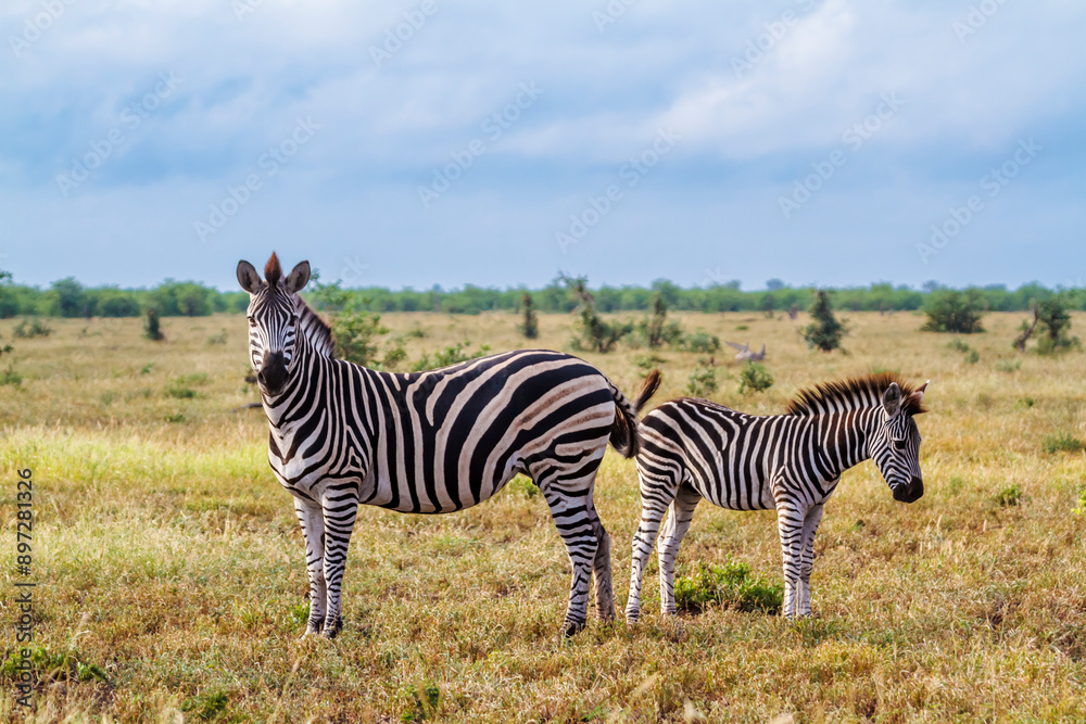 Naklejka premium Plains zebra female and cub in Kruger National park, South Africa ; Specie Equus quagga burchellii family of Equidae