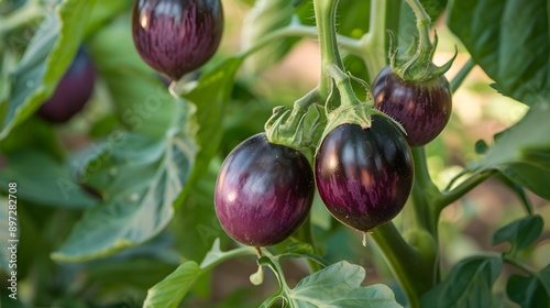 Wallpaper Mural Vibrant Purple Eclipse Eggplant Hanging on the Vine in a Lush Garden Torontodigital.ca
