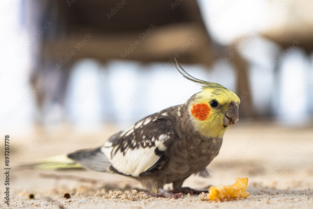 Obraz premium parrot eating french fries, Nymphicus hollandicus, fast food