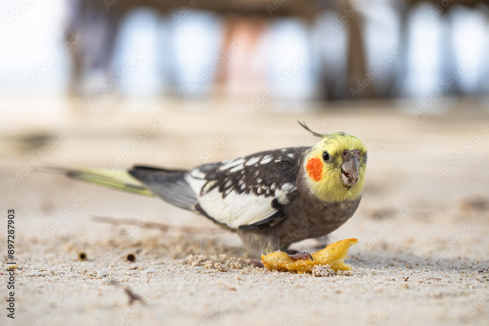 parrot eating french fries, Nymphicus hollandicus, fast food parrot eating french fries, Nymphicus hollandicus, fast food