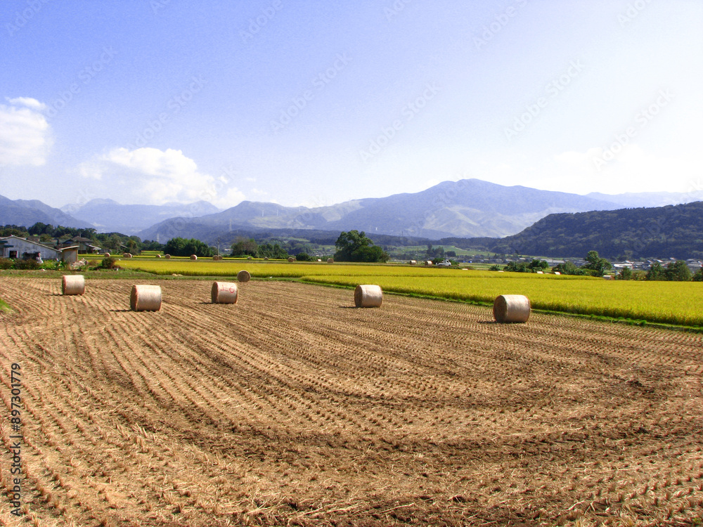 Fototapeta premium 稲を収穫した後の藁ロールが転がる風景