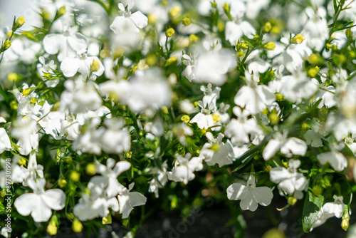 white flowers in the forest close to andalsnes norway, perfect as a background wallpaper