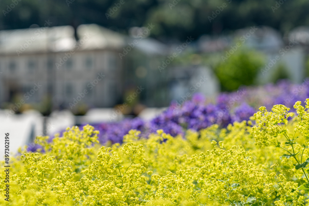 Obraz premium close up of a purple violet Geranium flower on a background of green and yellow flowers in Andalsnes