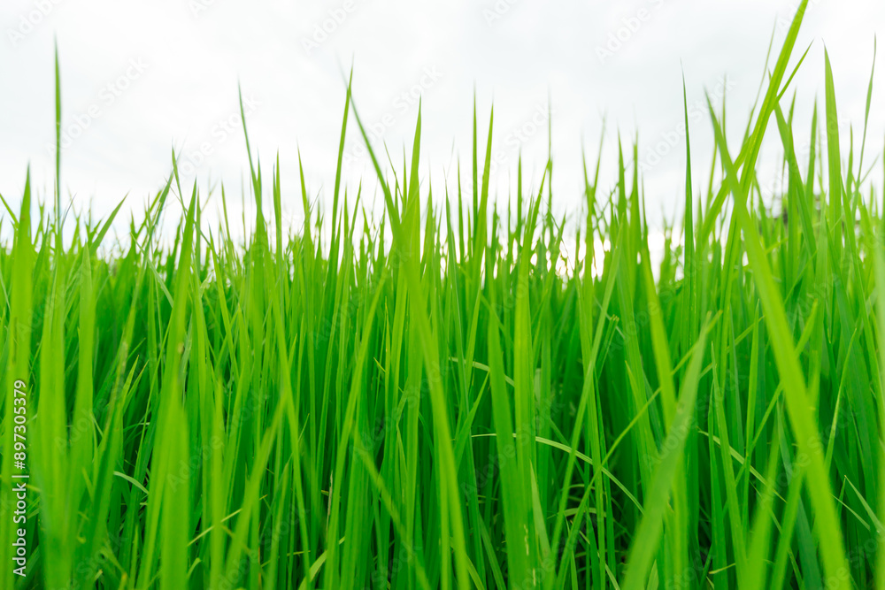 Green rice tree in the field Green rice tree in the field