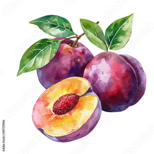 Watercolor vector of plum, isolated on a white background, plum vector