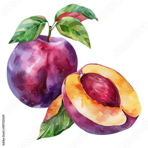 Watercolor of plum, isolated on a white background, plum vector