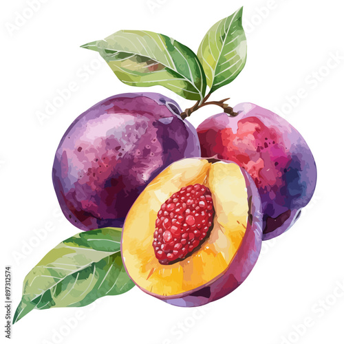 Watercolor painting of plum, isolated on a white background, plum vector