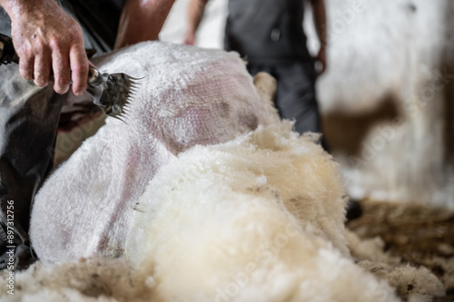 Sheep wool shearing by farmer. Shearing the wool from sheep .  photo