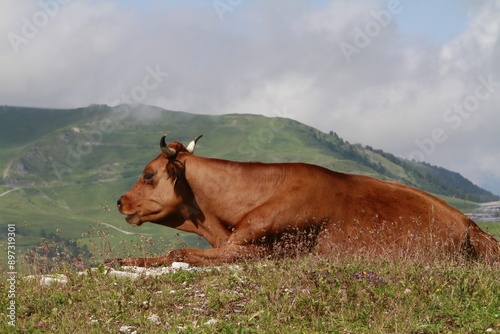 repos du ruminant en 2024 photo