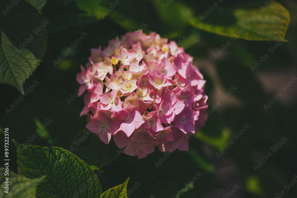 Flower background in the green garden. Hydrangea macrophylla flower head split down in color. Growing beautiful plants on earth. Blooming flower in garden Flower background in the green garden. Hydrangea macrophylla flower head split down in color. Growing beautiful plants on earth. Blooming flower in garden