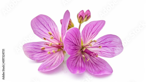 Fabaceae flower blooming in spring, isolated against a white background.