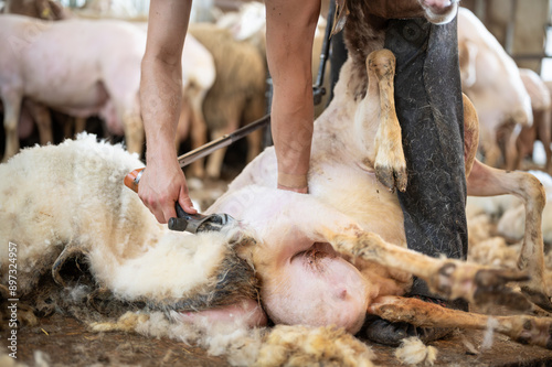 Sheep wool shearing by farmer. Shearing the wool from sheep .  photo