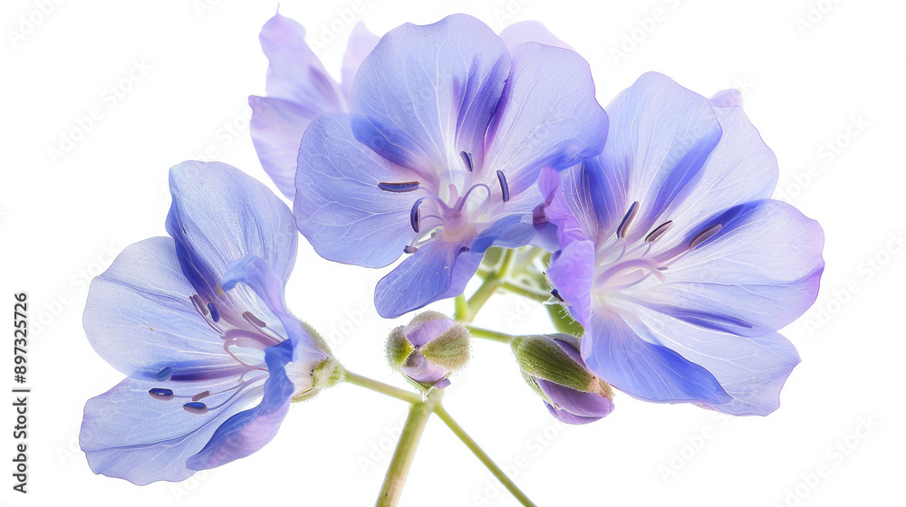 Obraz premium Fabaceae flower blooming in spring, isolated against a white background.