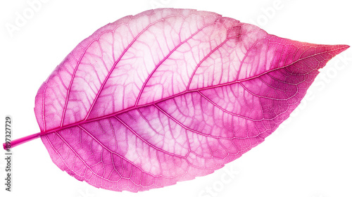 A pink leaf with a stem. The leaf is very thin and delicate. It is a beautiful and elegant design