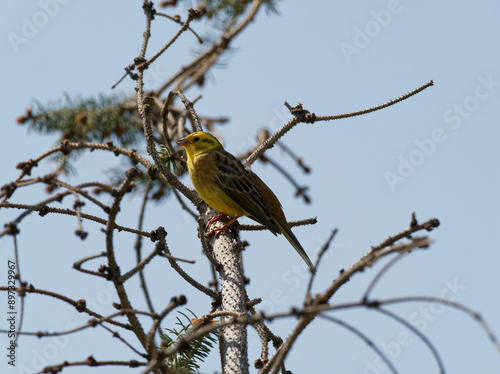 Goldammer, Emberiza citrinella photo