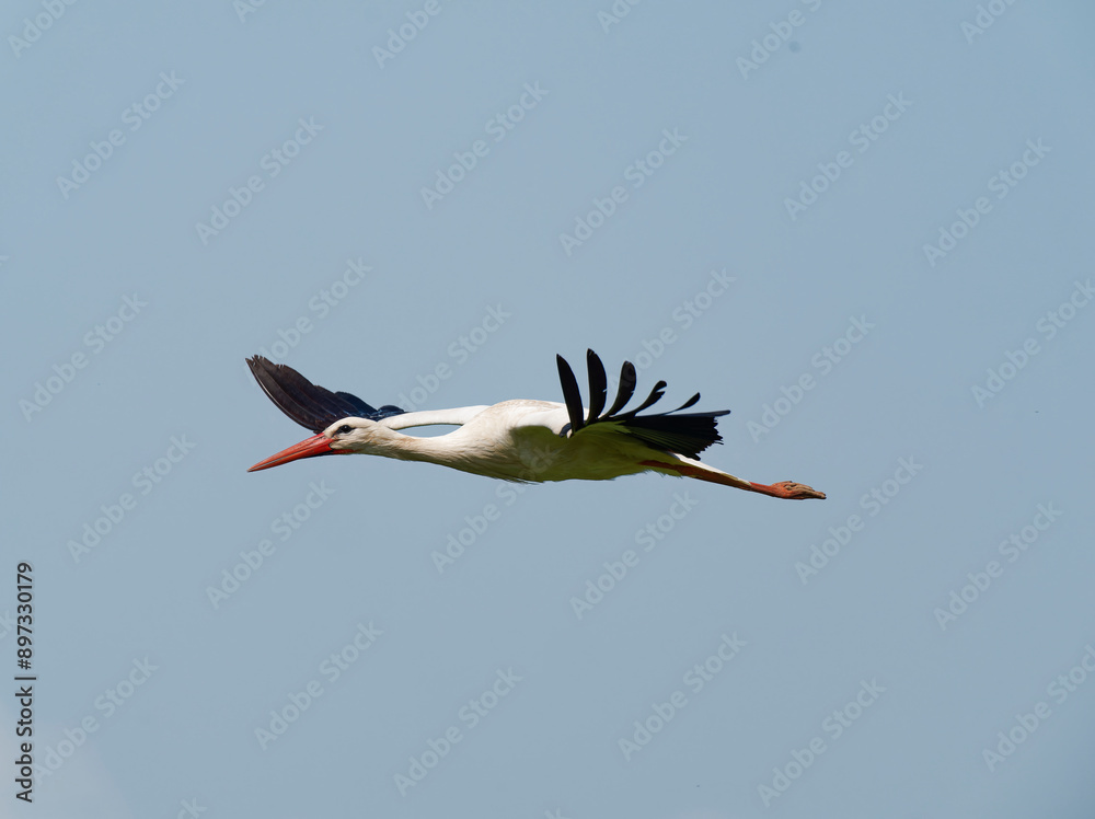 Naklejka premium Weissstorch, Ciconia ciconia.