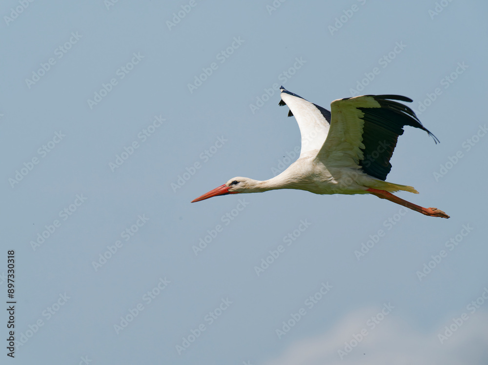 Fototapeta premium Weissstorch, Ciconia ciconia.