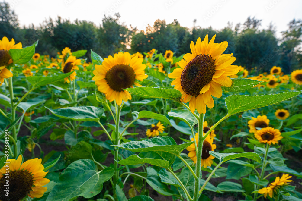 Fototapeta premium Sunflower summer flora in green city public park sunset sky with cloud